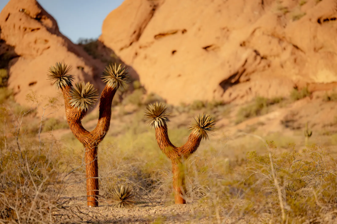 Where Do Joshua Trees Grow?