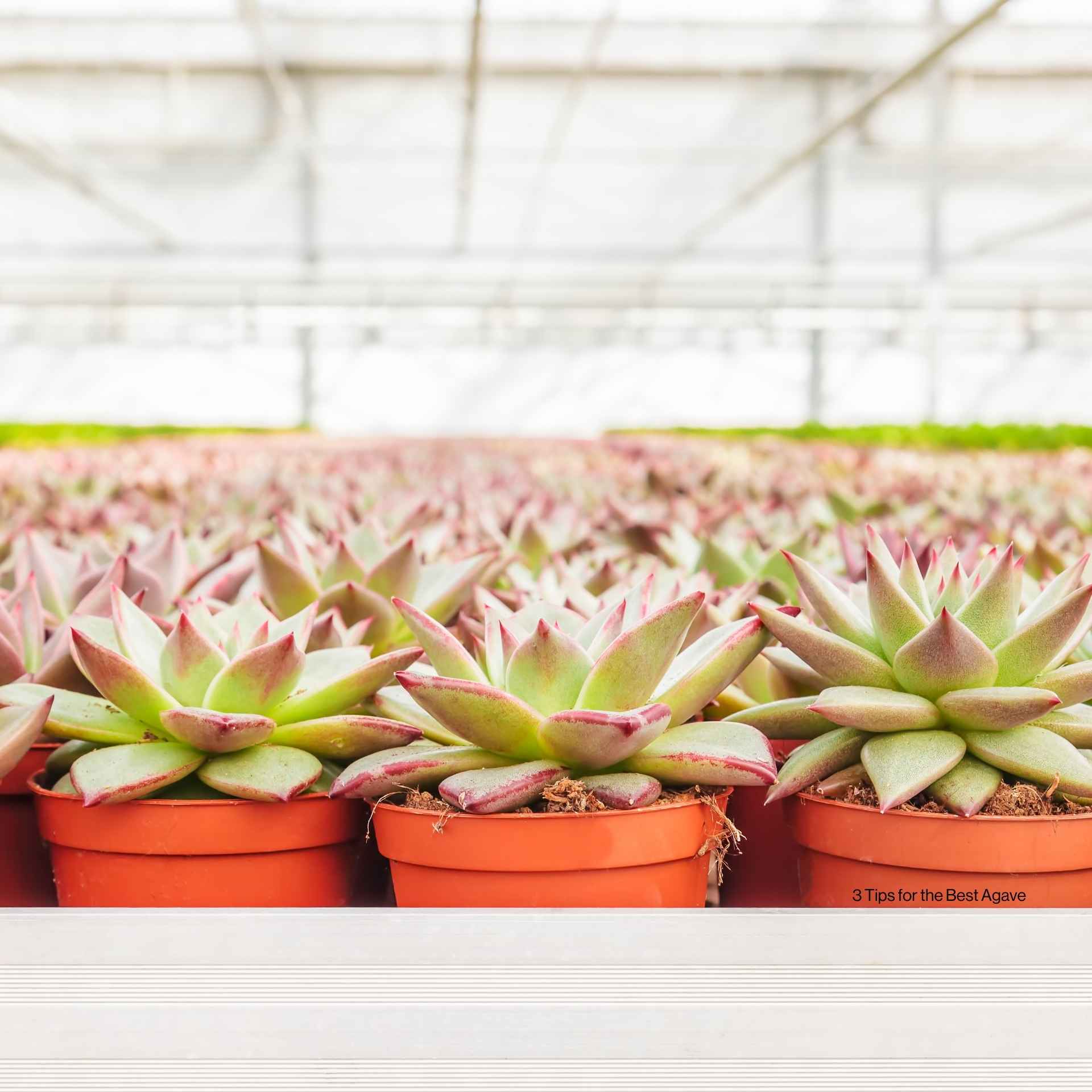 3 Tips for Picking out the Best Agave at a Nursery