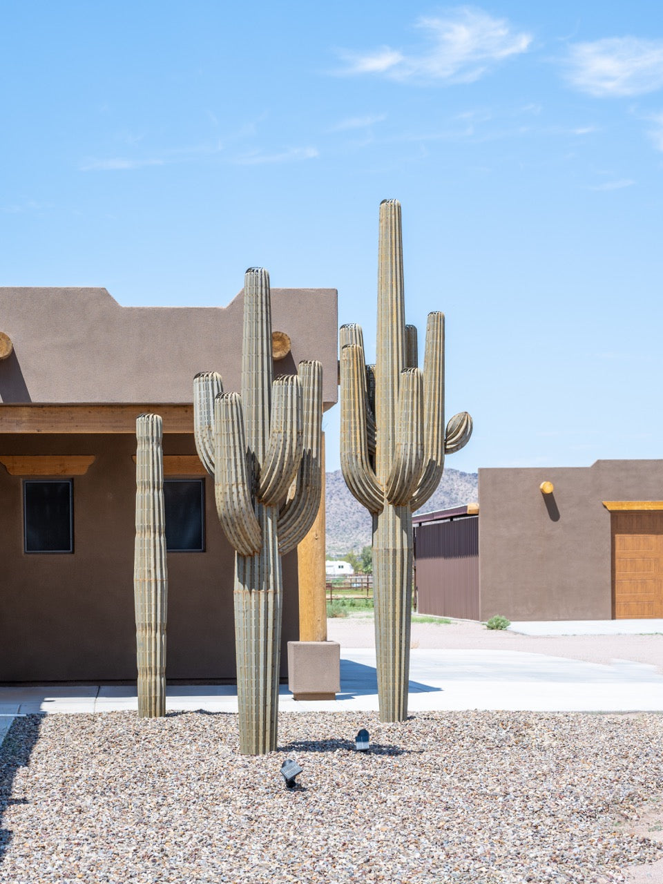 How Often Should You Water Your Cactus? A Guide to Keeping Your Cactus Healthy