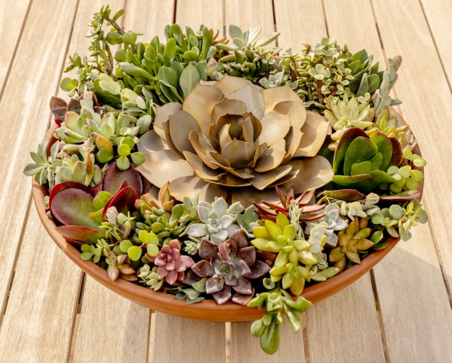 succulents blue Desert Steel Medium 16 Indoor Outdoor Blue Rose Succulent