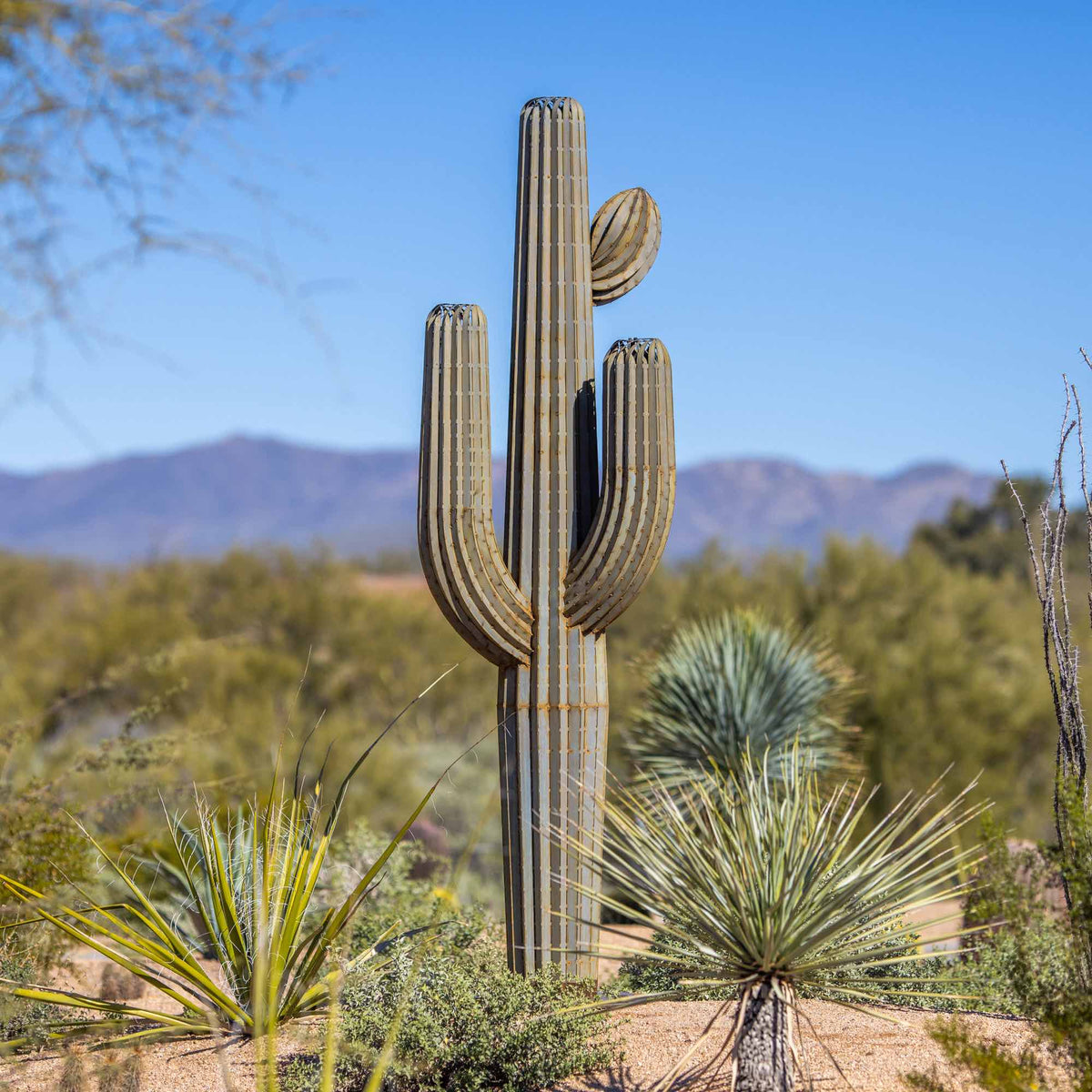 NubonSaguaro_1200x1200.jpg?v=