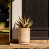Sharkskin Agave