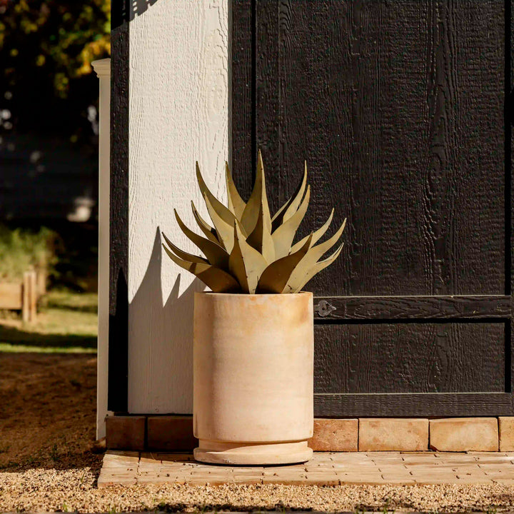 Sharkskin Agave