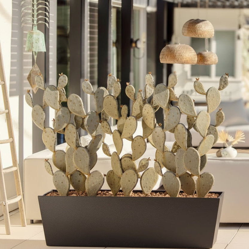 Prickly Pear + Planter Bundle