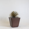 Planter (Yucca)
