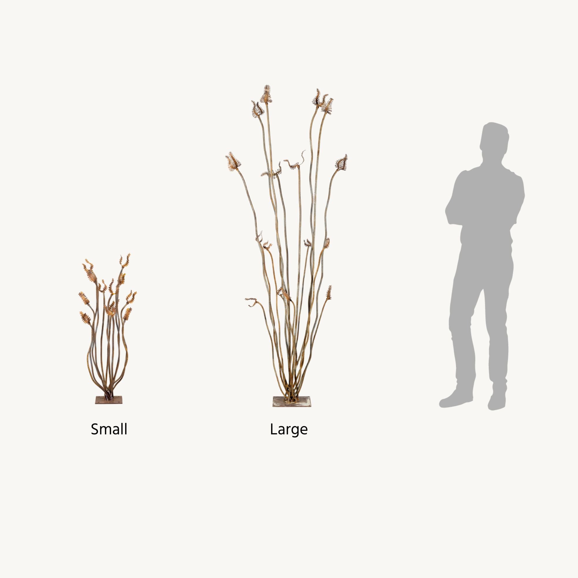 Ocotillo