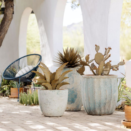 What to Do When Your Agave Freezes