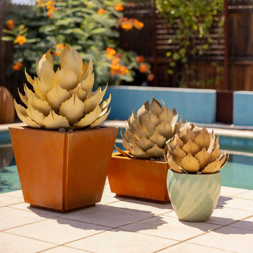 Landscaping Tips: Incorporating Agaves Into Your Yard