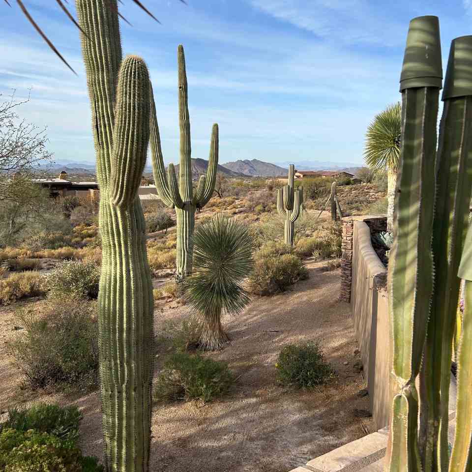 Why Desert-Inspired Landscaping Is Taking Over Modern Homes