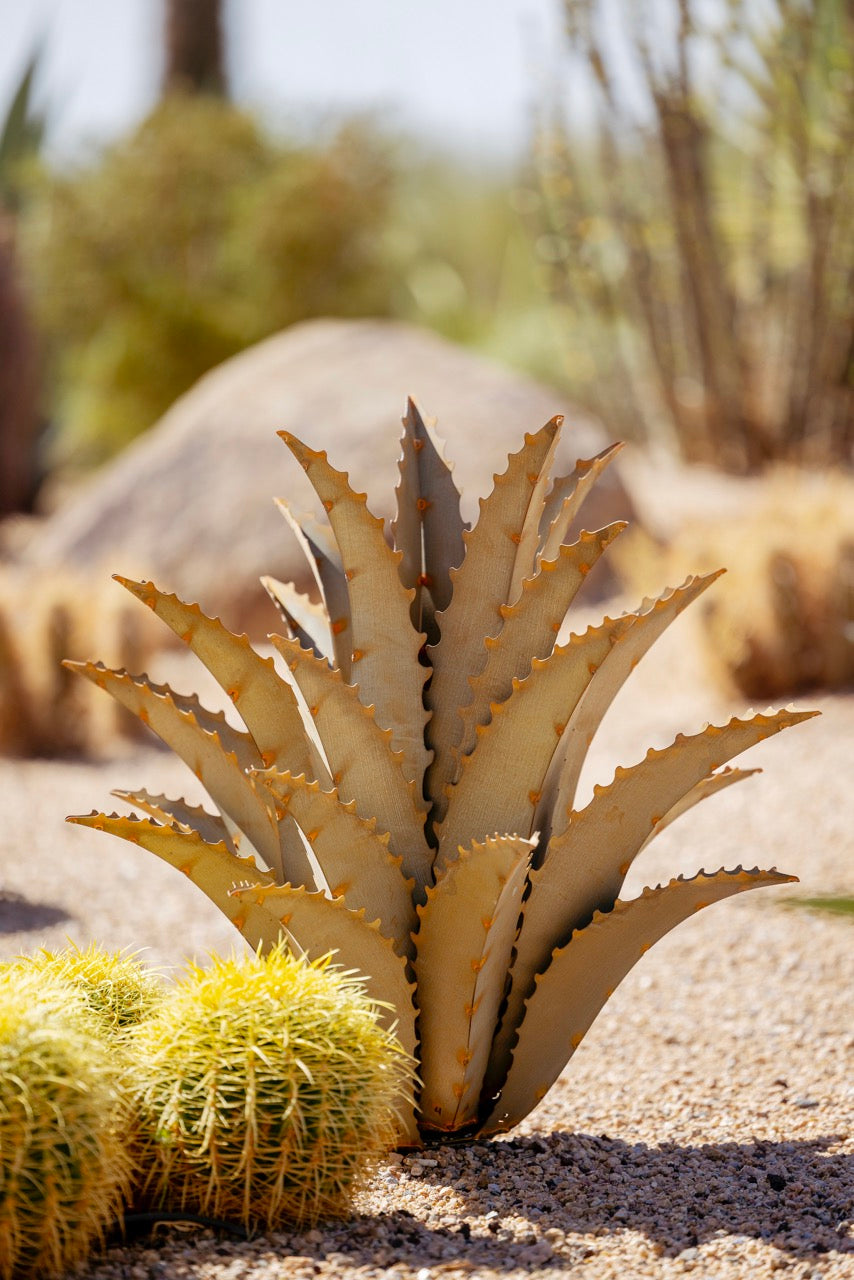 Sawtooth Agave in Xeriscape Desert Yard