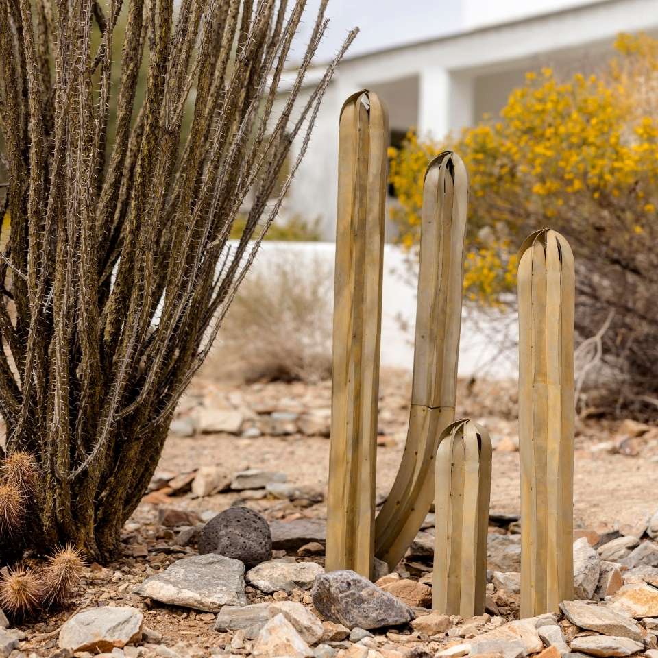 cactus fence Shop 'Mexican Fence Post Cactus 'Care and Buyers Guide' - Pachycereus  marginatus