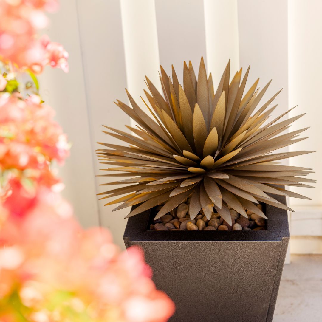 How To Care For A Yucca Plant