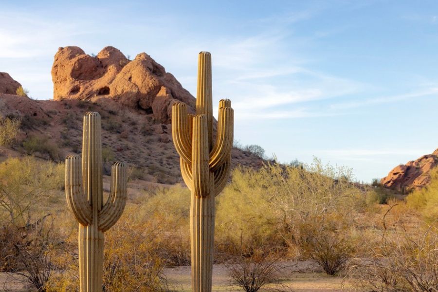 Embracing the Desert: Navigating Landscaping Hurdles in Arizona with Desert Steel
