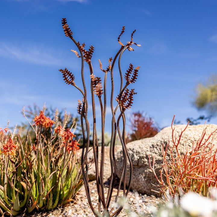 Ocotillo