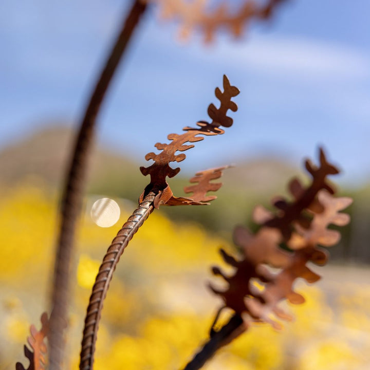 Ocotillo