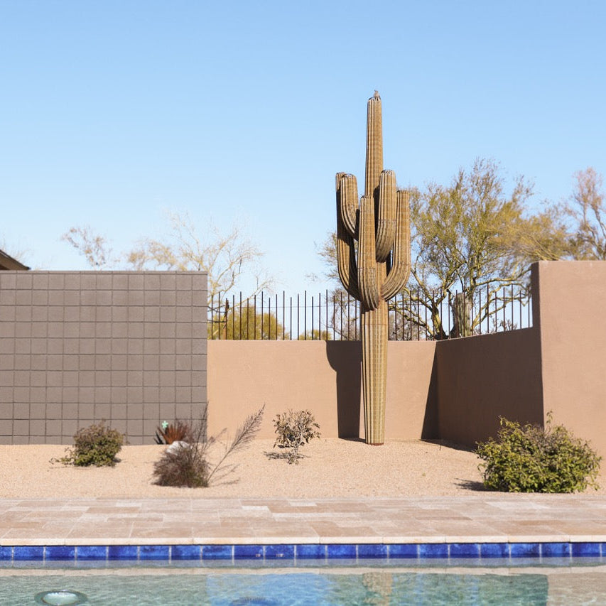 Pool area with a cactus, lounge chair, and house exterior.