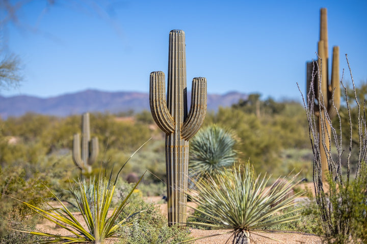 A handcrafted realistic 7ft metal saguaro cactus in the desert surrounded by real saguaros.