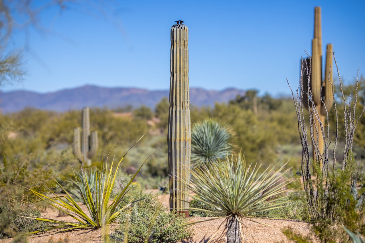 A handcrafted realistic 7ft metal saguaro cactus spear in the desert surrounded by real saguaros.