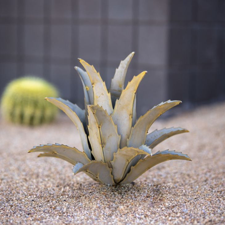 Americana Agave