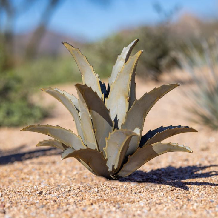 Americana Agave
