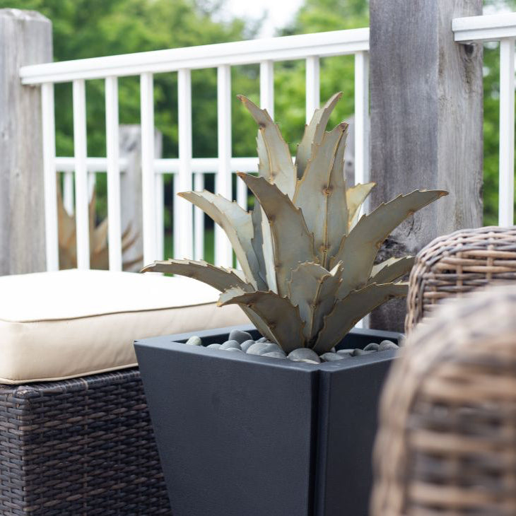 Americana Agave