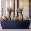 Foxtail + Artichoke + Planter Bundle