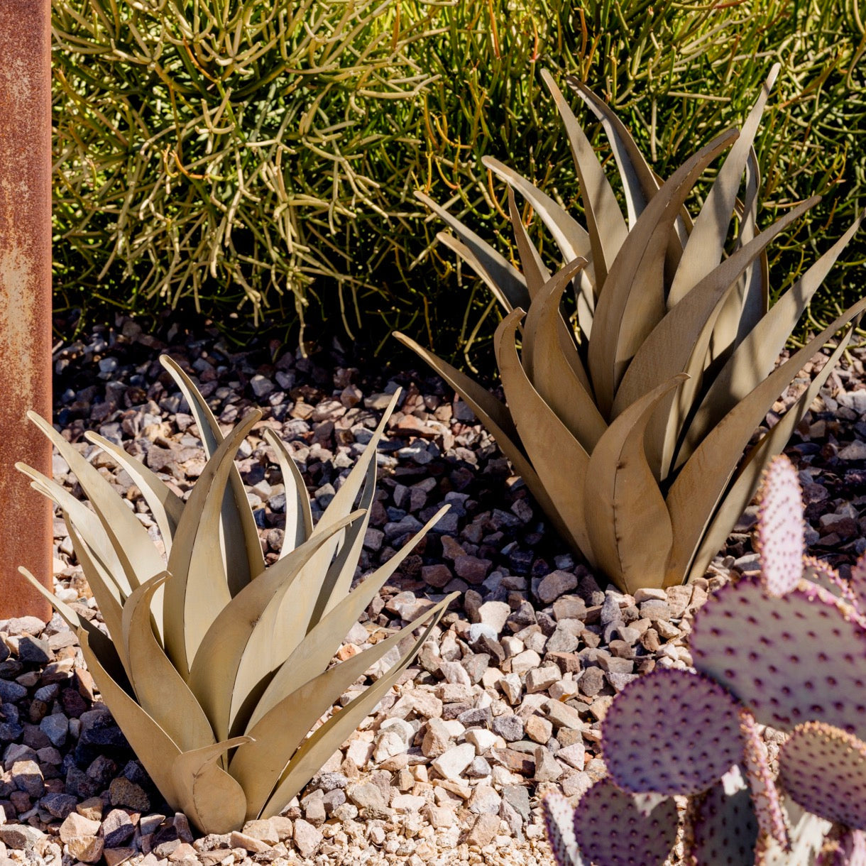 Desert steel agaves including aloe vera and cacti on a gravel surface with greenery in the background.
