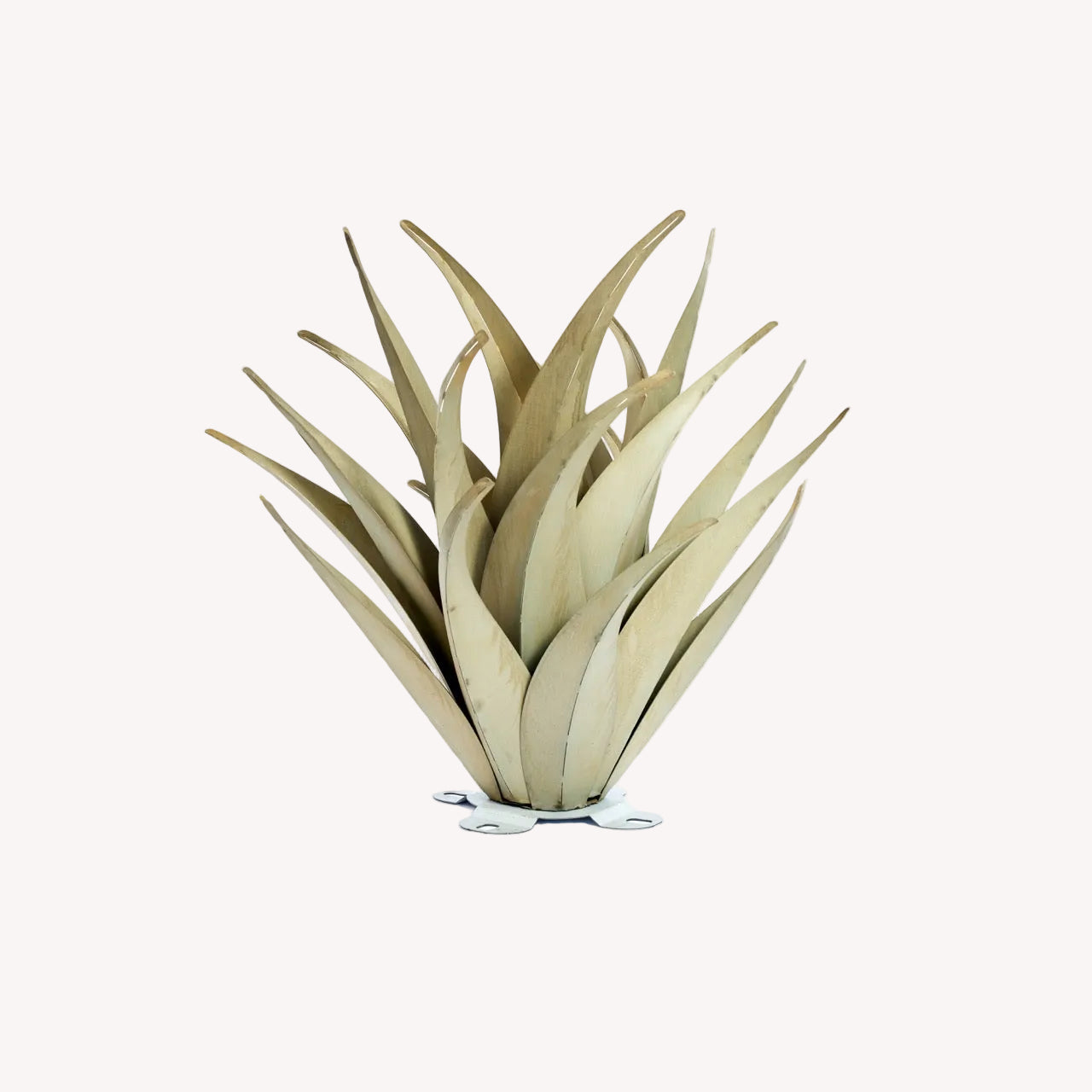 Decorative agave with long, thin leaves on a white background