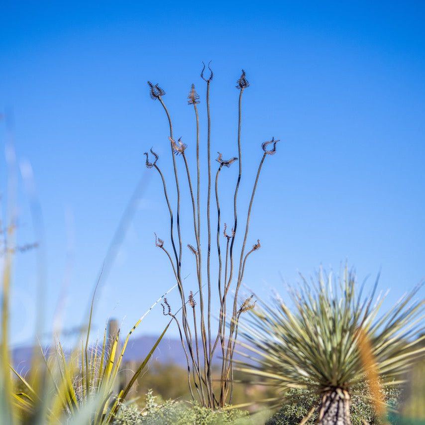 Line Ocotillo Texture Pattern Ocotillo | Metal Landscape Art | Desert Steel