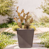 Prickly Pear + Yucca + Planter + Rock