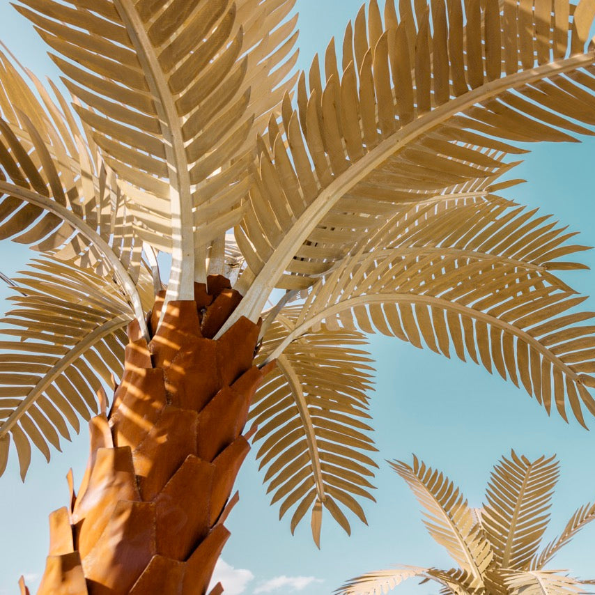 PalmTreeHead.jpg?v=1774556890&
