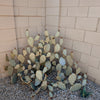 Prickly Pear | Wild Cluster