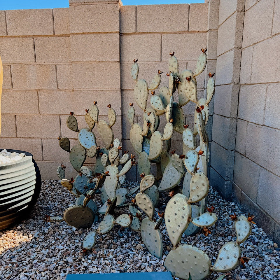 Prickly pear cactus in a desert landscape with a brick wall and blue sky.