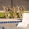 Prickly Pear | Panel