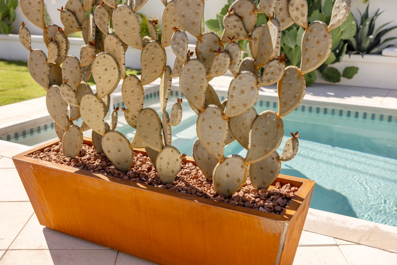 prickly pear cactus in containers Prickly Pear + Planter Bundle