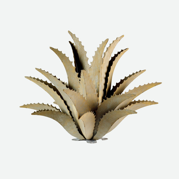 Steel Sawtooth Agave on white background