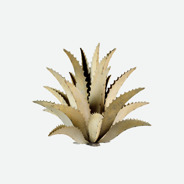 Small Steel Sawtooth Agave on white background 
