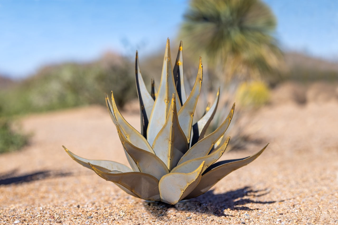 Sharkskin Agave