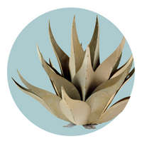Agave