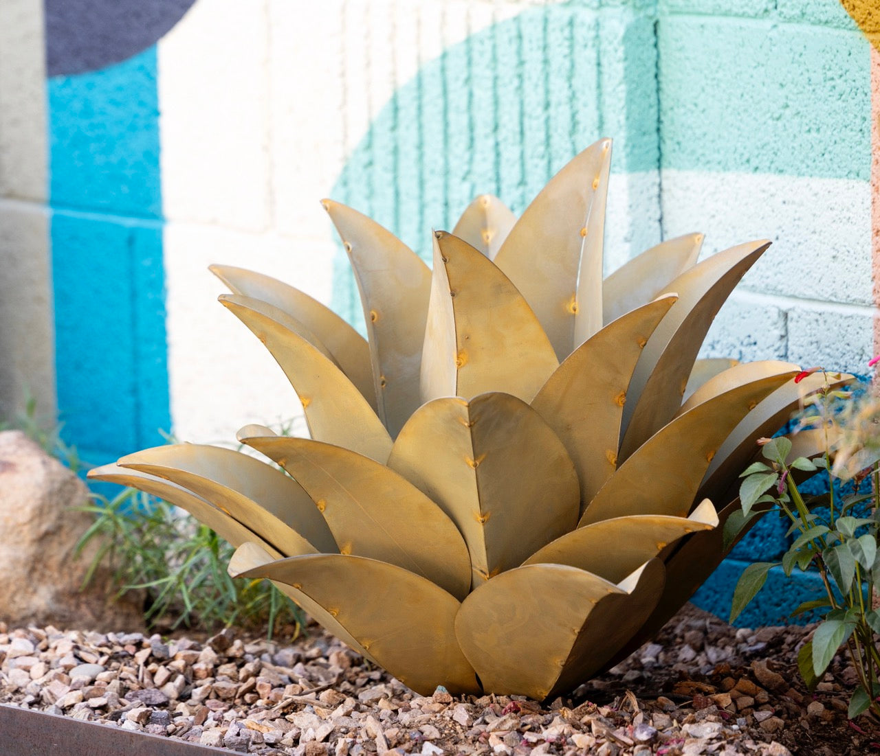 Whale's Tongue Agave