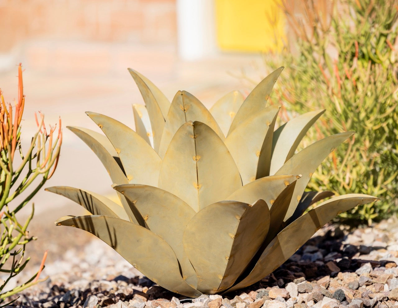 Whale's Tongue Agave