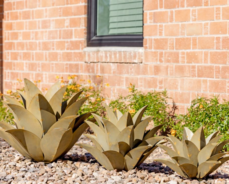 Whale's Tongue Agave