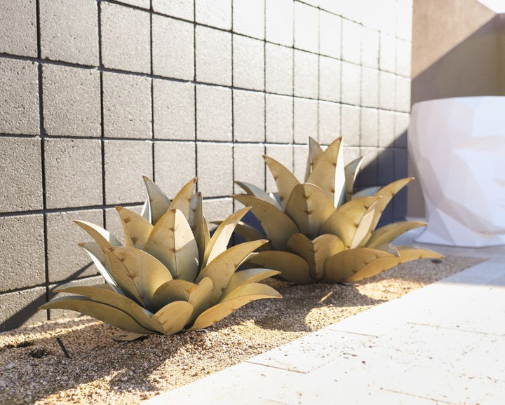 Whale's Tongue Agave