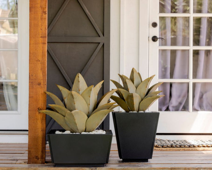 Whale's Tongue Agave