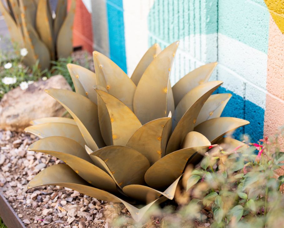 Whale's Tongue Agave