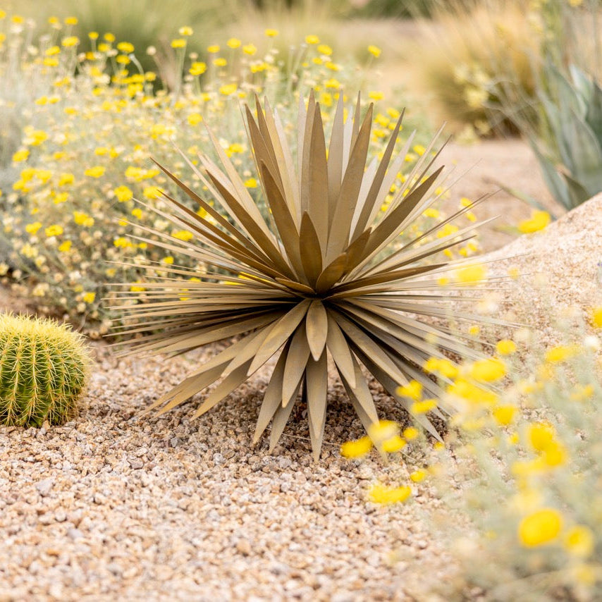 Yucca Succulent