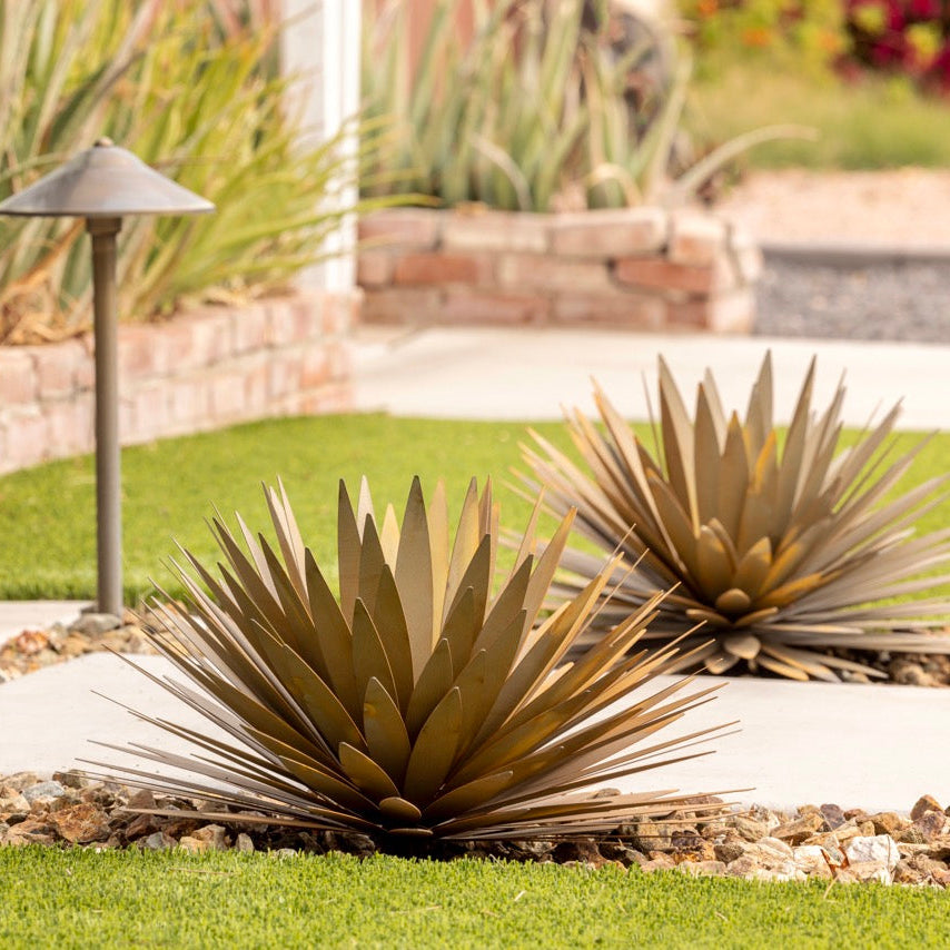 is a yucca plant a succulent Yucca Succulent