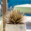 Yucca Succulent