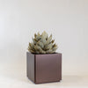 Planter (Artichoke)