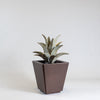 Planter (Americana)